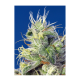 Sweet Seeds - Do-Sweet-Dos (Feminized) kannabis mag