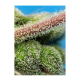 Sweet Seeds - Do-Sweet-Dos (Feminized) kannabis mag