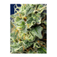 Sweet Seeds - Green Poison CBD (Feminizált) kannabis mag