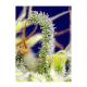Sweet Seeds - Green Poison CBD (Feminizált) kannabis mag