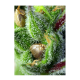 Sweet Seeds - Green Poison (Feminizált) kannabis mag