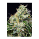 Sweet Seeds - Killer Kush F1 Fast Version (Feminized) cannabis seeds