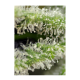 Sweet Seeds - Killer Kush F1 Fast Version (Feminized) cannabis seeds