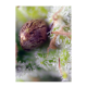 Sweet Seeds - Killer Kush (Autoflowering) kannabis mag