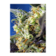 Sweet Seeds - NYC Diesel CBD (Feminizált) kannabis mag