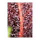 Sweet Seeds - Red Hot Cookies (Feminizált) kannabis mag