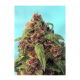 Sweet Seeds - Red Mandarine F1 Fast Version (Feminizált) kannabis mag