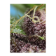 Sweet Seeds - Red Mandarine F1 Fast Version (Feminizált) kannabis mag