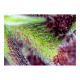 Sweet Seeds - Red Pure Auto CBD (Autoflowering) kannabis mag