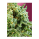 Sweet Seeds - S.A.D. Sweet Afgani Delicious CBD (Feminizált) kannabis mag