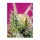 Sweet Seeds - S.A.D. Sweet Afgani Delicious CBD (Feminizált) kannabis mag