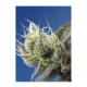 Sweet Seeds - Sweet Cheese XL (Autoflowering) kannabis mag