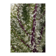 Sweet Seeds - Sweet Cheese XL (Autoflowering) kannabis mag
