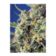 Sweet Seeds - Sweet Pure CBD (Feminizált) kannabis mag