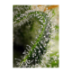 Sweet Seeds - Sweet Pure CBD (Feminizált) kannabis mag