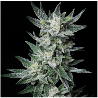 T.H. Seeds - Auto Bubblegum (Autoflowering)