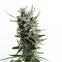 T.H. Seeds - Auto Critical HOG (Autoflowering)