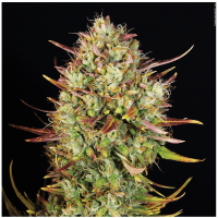 T.H. Seeds - Auto MK Ultra Kush (Autoflowering)