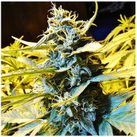 T.H. Seeds - Auto Northern Hog (Autoflowering)