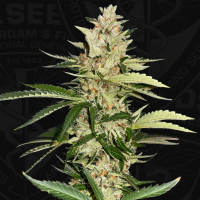 T.H. Seeds - Banana Candy Krush (Feminizált)