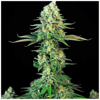 T.H. Seeds - Bubblegum (Feminizált)