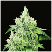 T.H. Seeds - Citron Givré (Feminizált)