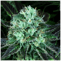 T.H. Seeds - DarkStar (Feminizált)