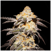 T.H. Seeds - French Cookies (Feminizált)