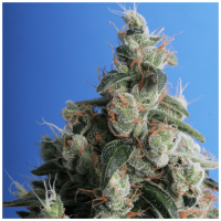 T.H. Seeds - Kushage (Feminizált)