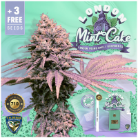 T.H. Seeds - London Mint Cake 710 (Feminizált)