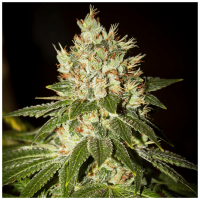 T.H. Seeds - MK Ultra (Feminizált)