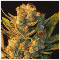 T.H. Seeds - MK Ultra x Bubblegum (Feminizált)