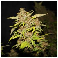 T.H. Seeds - MOB (Feminizált)
