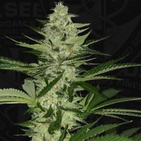 T.H. Seeds - Melonsicle (Feminizált)