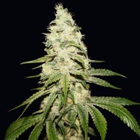 T.H. Seeds - Mont Blanc (Feminizált)