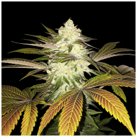 T.H. Seeds - Orangesicle (Feminizált)
