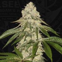 T.H. Seeds - Pisthash (Feminizált)