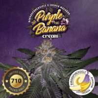 T.H. Seeds - Purple Banana Cream (Feminizált)