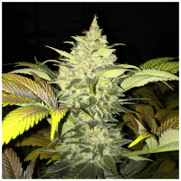 T.H. Seeds - Roof 95 (Feminizált)
