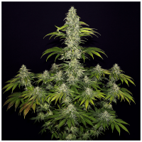 T.H. Seeds - S.A.G.E CBD (Feminizált)