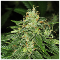 T.H. Seeds - S.A.G.E (Feminizált)