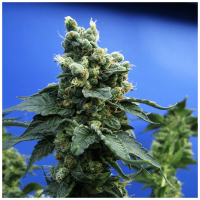 T.H. Seeds - Sage n' Sour (Feminizált)