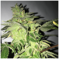 T.H. Seeds - Shiloh Z (Feminizált)