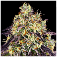 T.H. Seeds - Stracciatella (Feminizált)