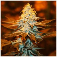 T.H. Seeds - Strawberry Glue (Feminizált)