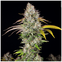 T.H. Seeds - UnderDawg (Feminizált)