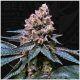 T.H. Seeds - Black Apple Hitchcock (Feminizált) kannabis mag