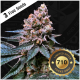 T.H. Seeds - Black Apple Hitchcock (Feminizált) kannabis mag