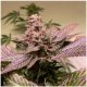 T.H. Seeds - Black Apple Hitchcock (Feminizált) kannabis mag