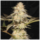 T.H. Seeds - BubbleBananaGum 710 (Feminizált) kannabis mag